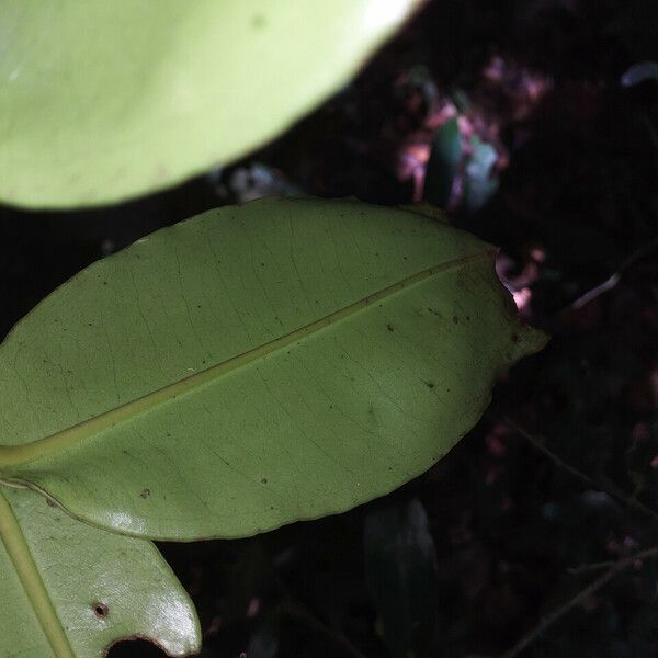 Mouriri crassifolia Leaf