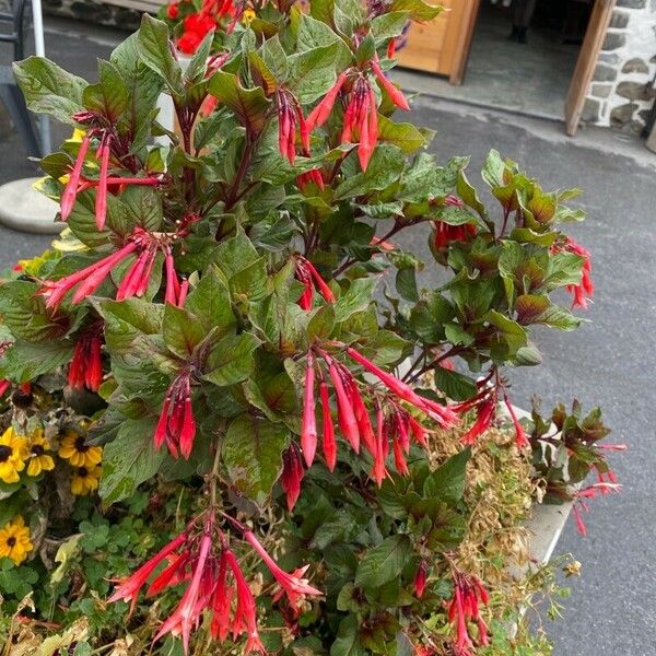 Fuchsia triphylla عادت داشتن