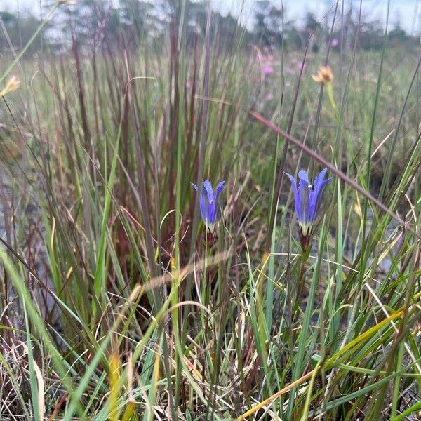 Gentiana pneumonanthe Květ