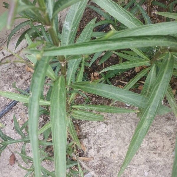 Ruellia simplex Leaf