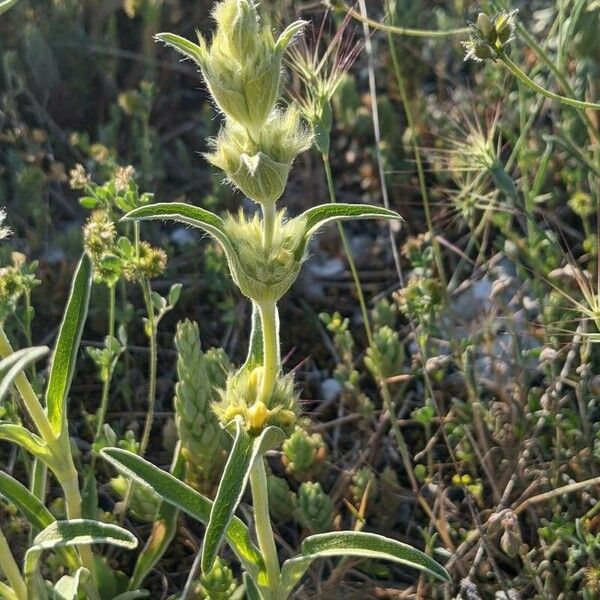 Phlomis lychnitis Virág