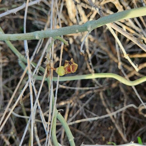 Ceropegia aristolochioides Kvet