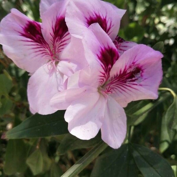 Pelargonium × hybridum Květ