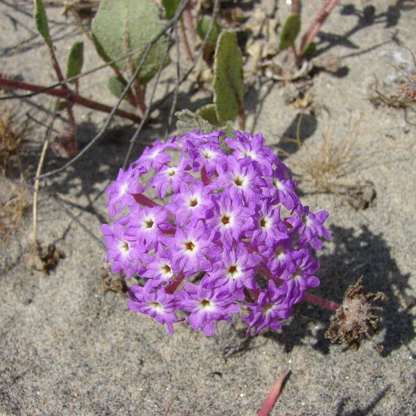 Abronia umbellata Flower