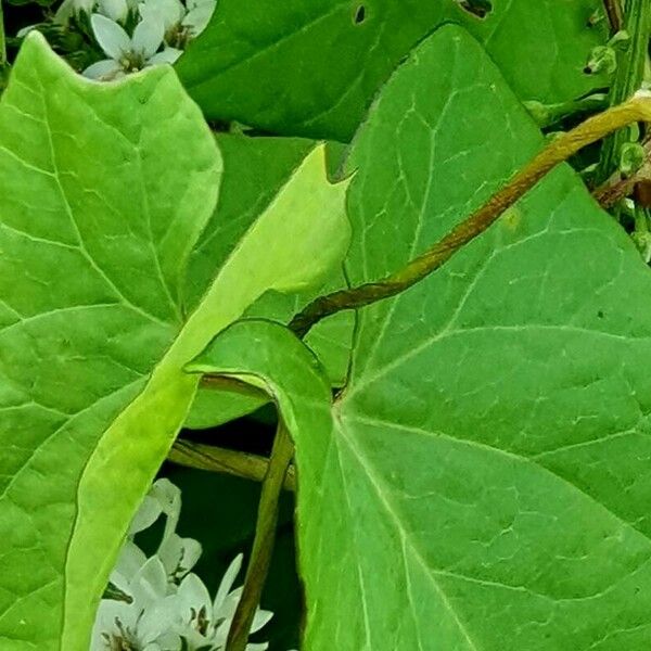 Lysimachia clethroides Other