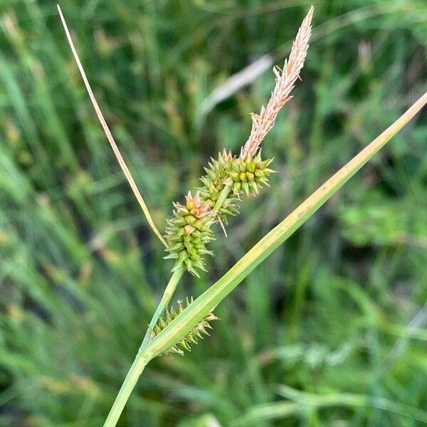 Carex mairei Lorea
