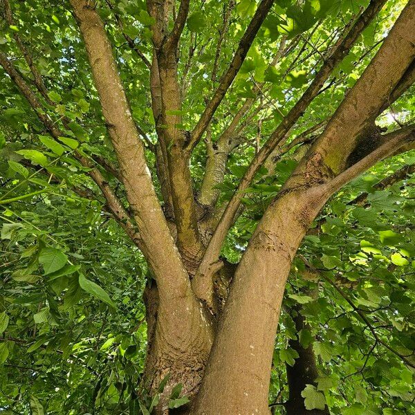 Acer pseudoplatanus Schors