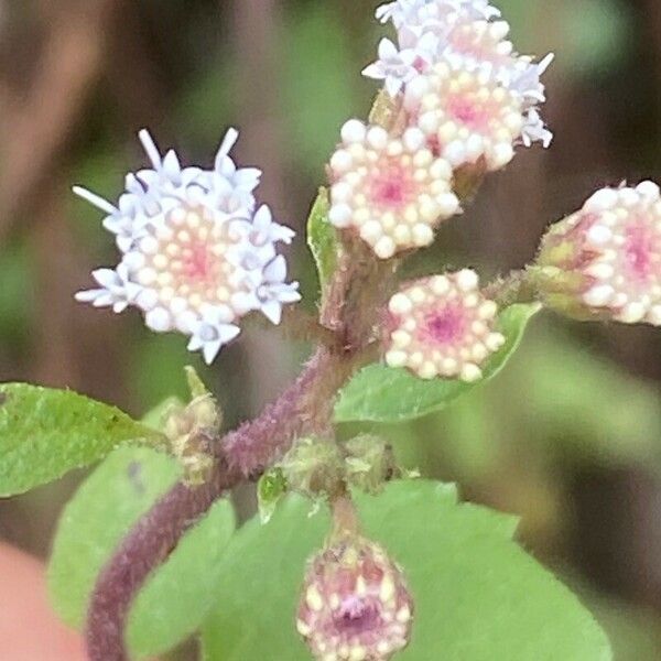 Ageratina adenophora പുഷ്പം