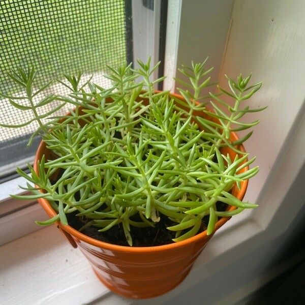 Sedum mexicanum Лист