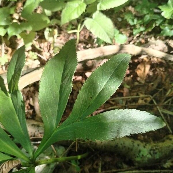 Helleborus viridis Leaf