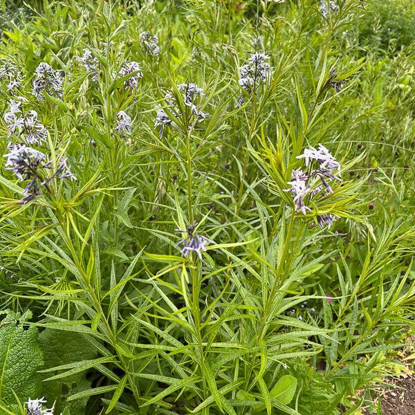 Amsonia ciliata Blad