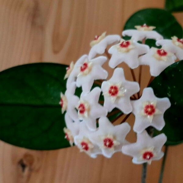 Hoya carnosa Blodyn