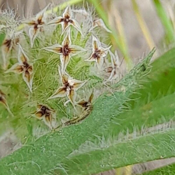 Plantago bellardii Hedelmä