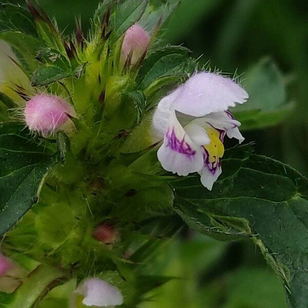 Galeopsis tetrahit ফুল