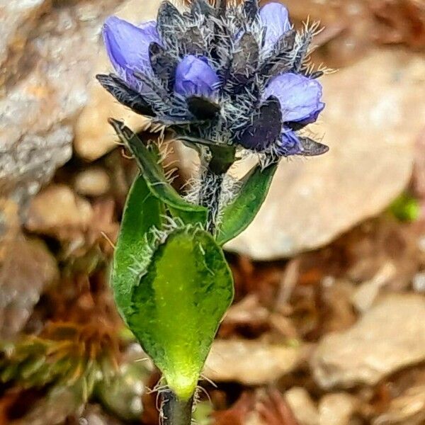 Veronica alpina Blüte