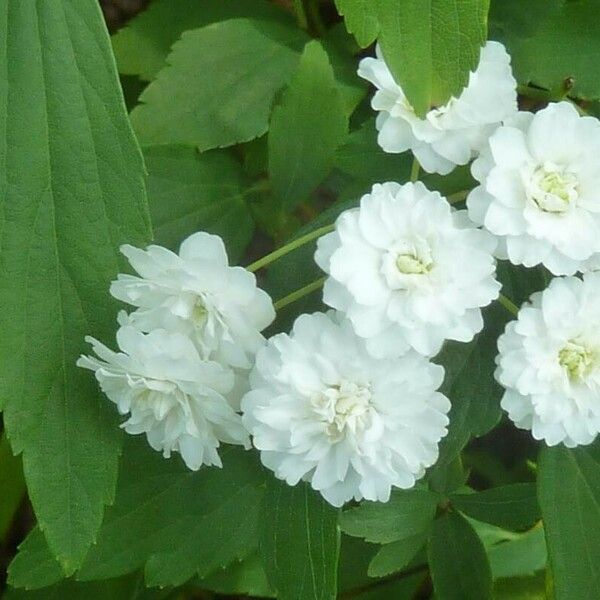 Spiraea cantoniensis Flower