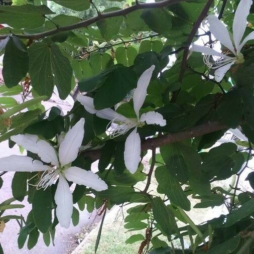 Bauhinia variegata Fleur