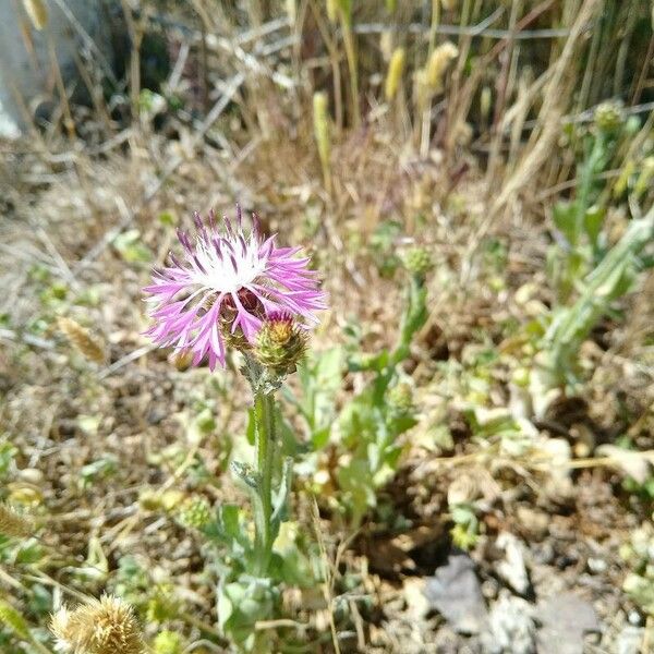 Centaurea napifolia Květ