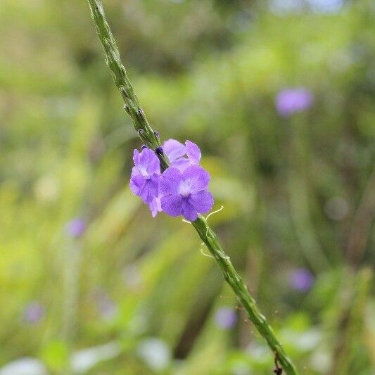 Stachytarpheta urticifolia Flower