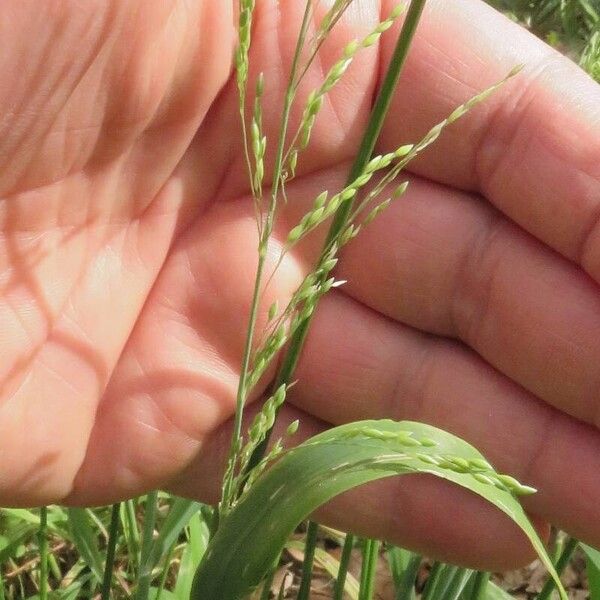 Milium effusum Лист