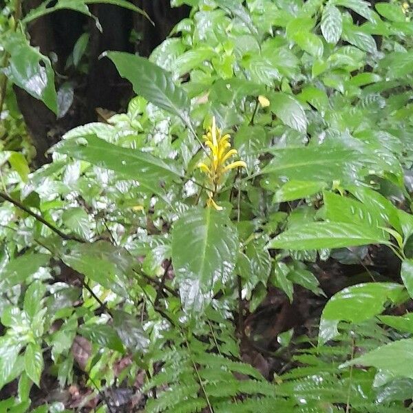 Justicia aurea Leaf