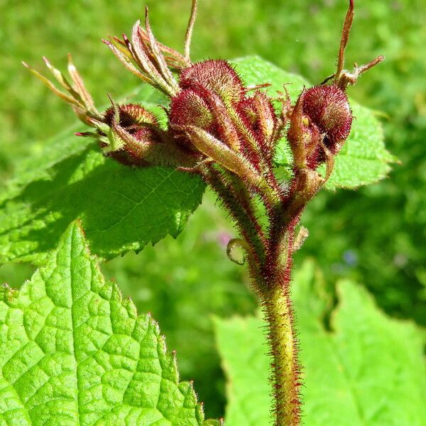 Rubus odoratus Fiore