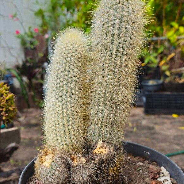 Cleistocactus strausii Leaf