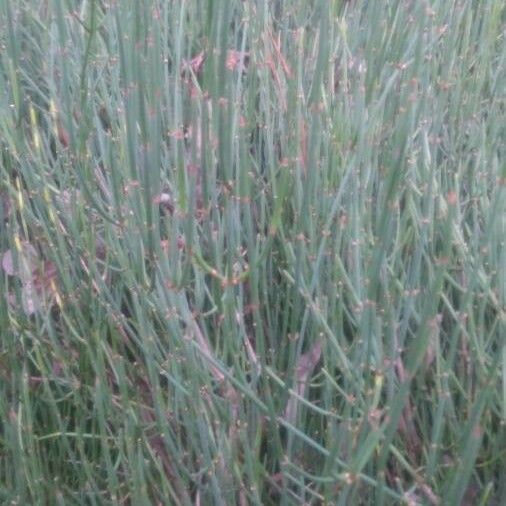 Ephedra major Hostoa