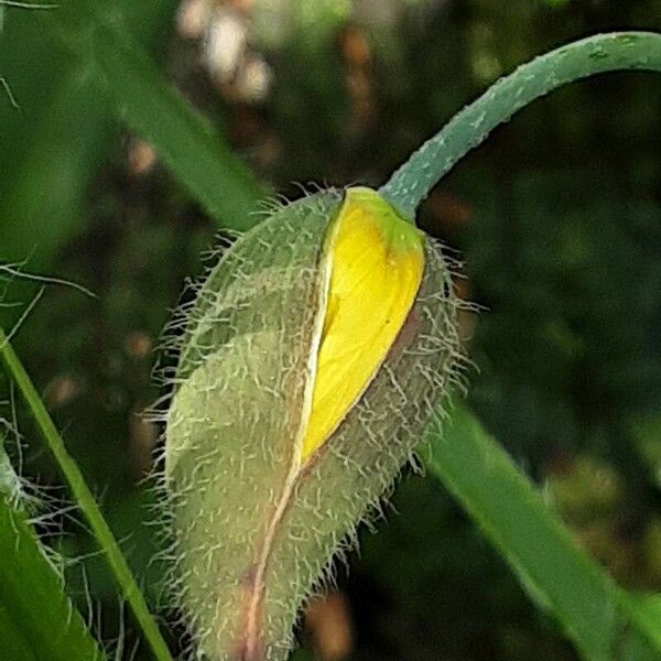 Papaver cambricum Blüte