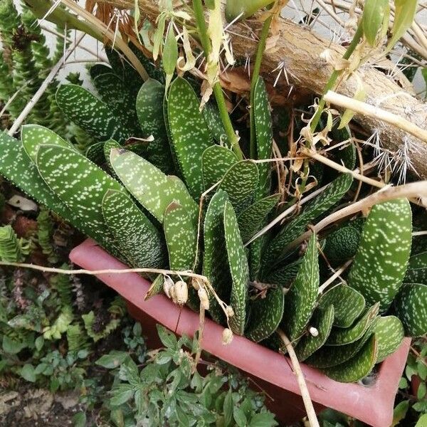 Gasteria carinata Hoja