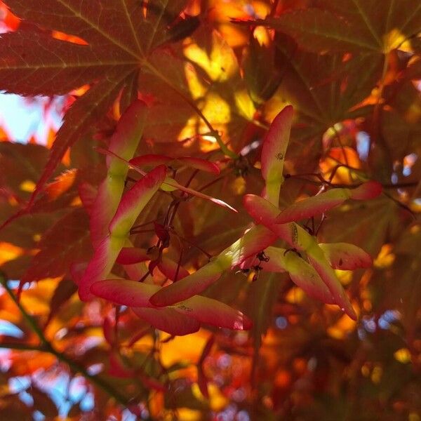 Acer palmatum Meyve