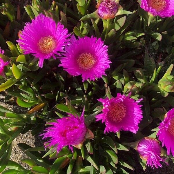 Carpobrotus acinaciformis 花