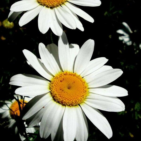 Leucanthemum vulgare Кветка