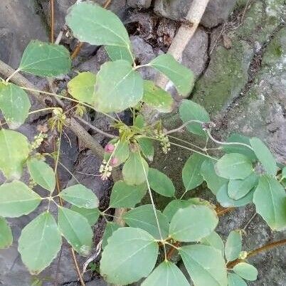 Akebia quinata Leaf