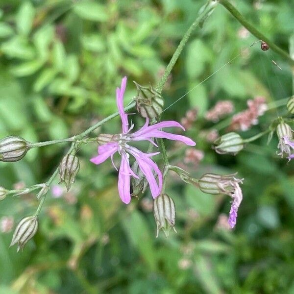 Silene flos-cuculi Flower