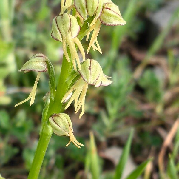 Orchis anthropophora പുഷ്പം