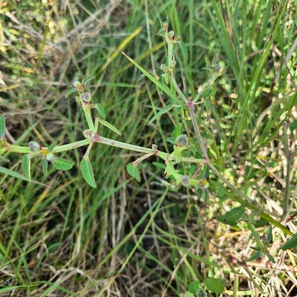 Euphorbia crotonoides 樹皮