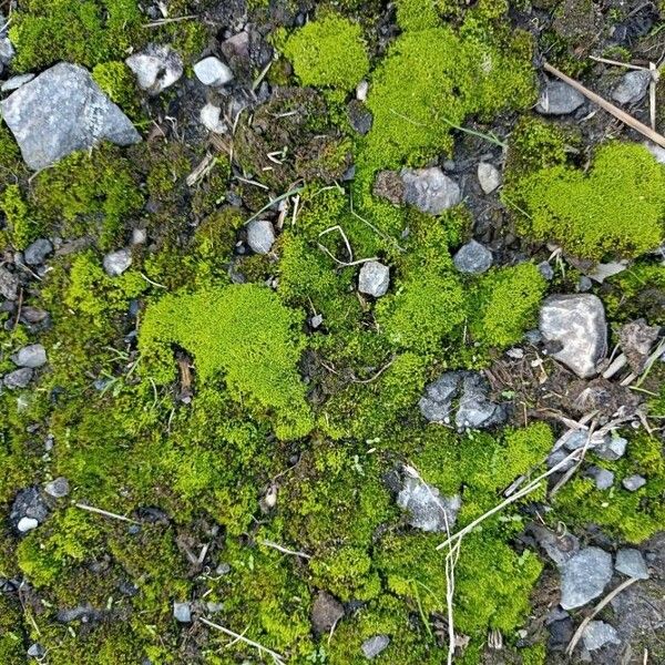 Silene acaulis Leaf