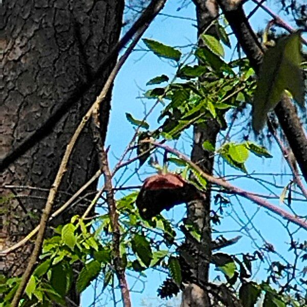 Asimina triloba Habitat