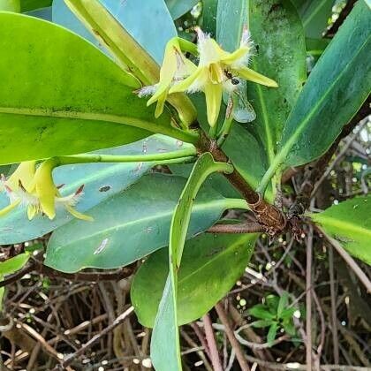 Rhizophora mangle Flower