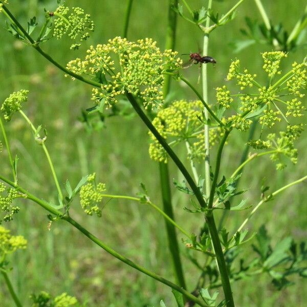 Polytaenia texana 花