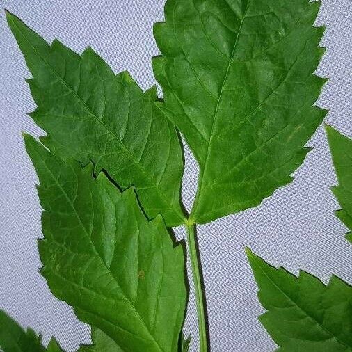 Campsis radicans Leaf