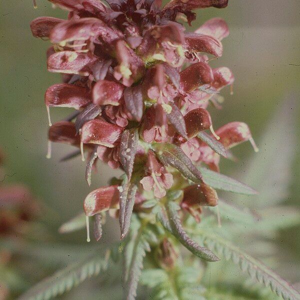 Pedicularis recutita Flower