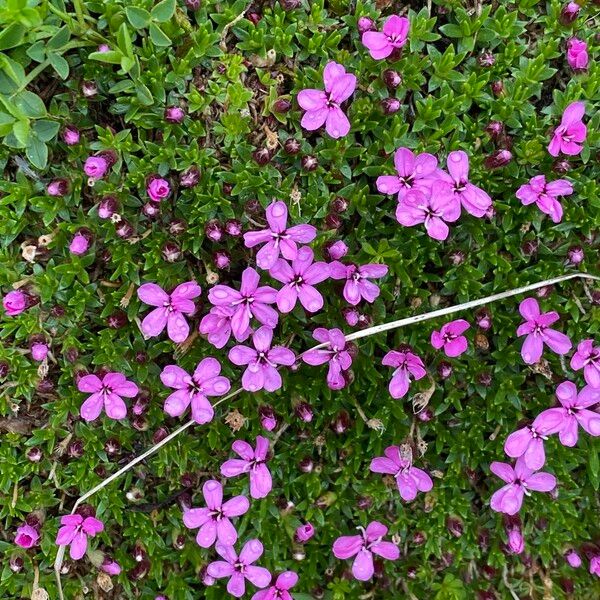 Silene acaulis Flower