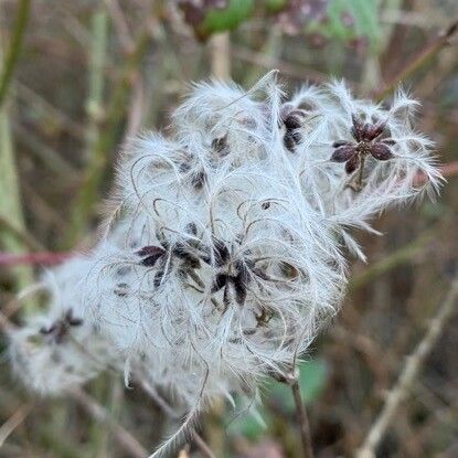 Clematis vitalba ফল