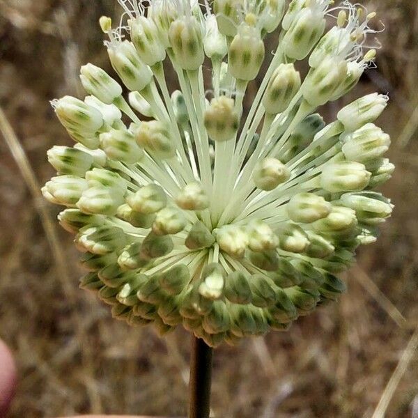 Allium guttatum Floro