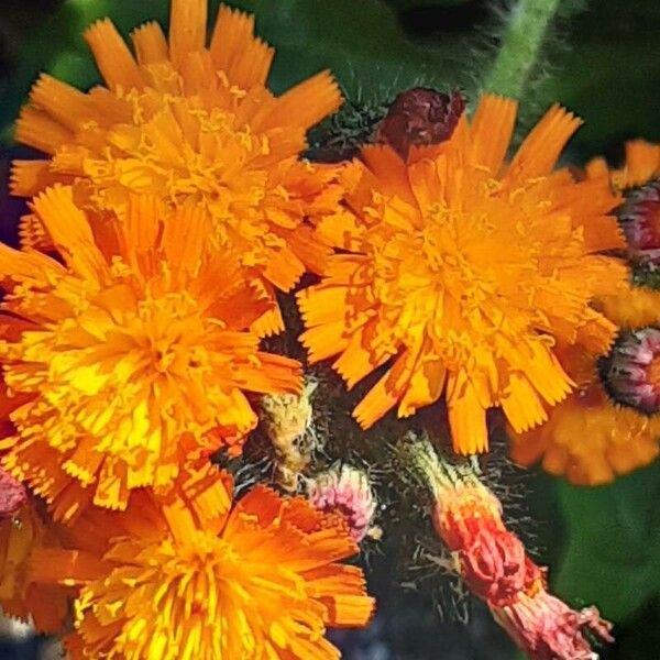 Pilosella aurantiaca Kwiat