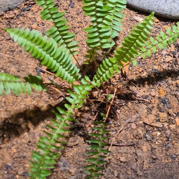 Asplenium platyneuron Hoja