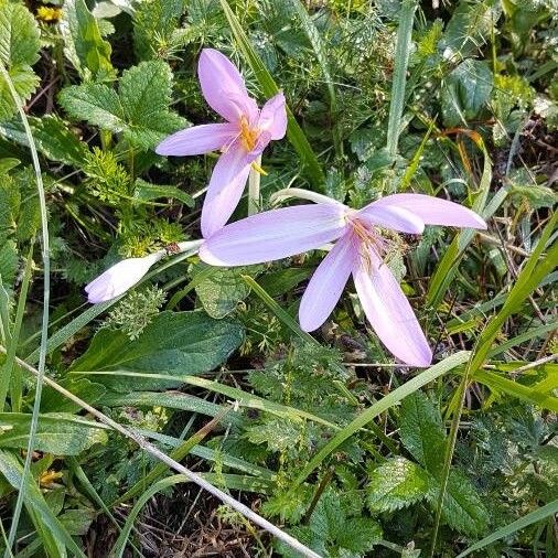 Colchicum cupanii Virág