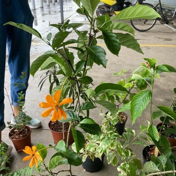 Gardenia carinata Hostoa